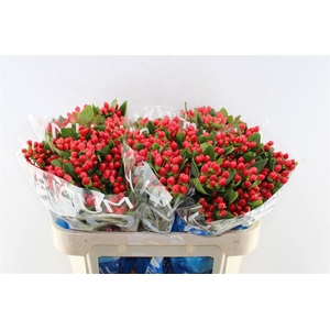 Hyp Coco Diablo Red Spray