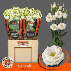 Eus G Rosi White