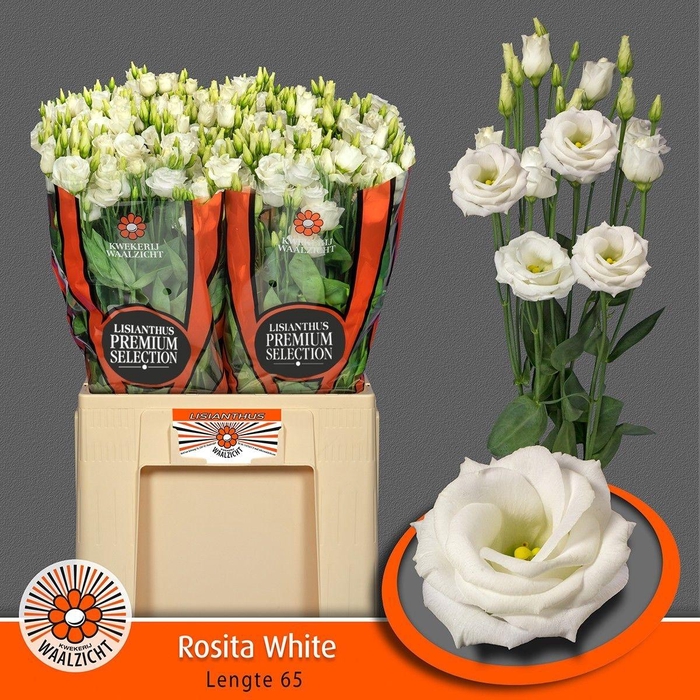<h4>Eus G Rosi White</h4>