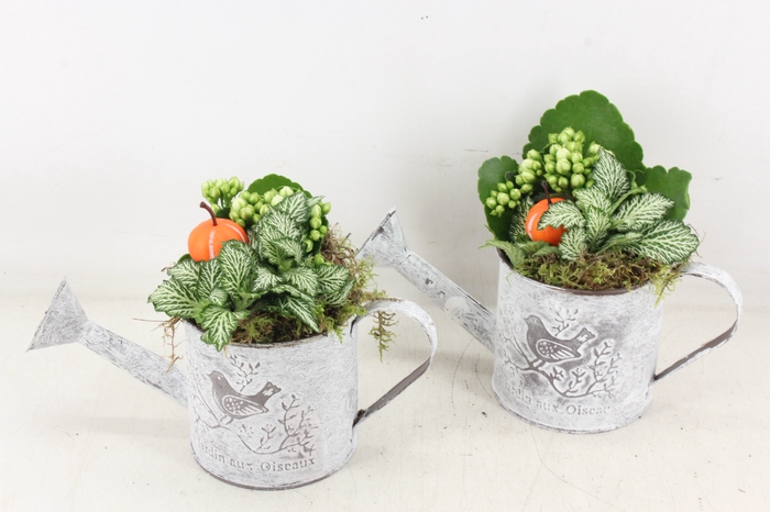 <h4>arr2 TD - Zink gieter - wit</h4>