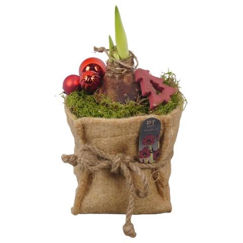 <h4>PTACH2550 Arrangementen Kerst</h4>