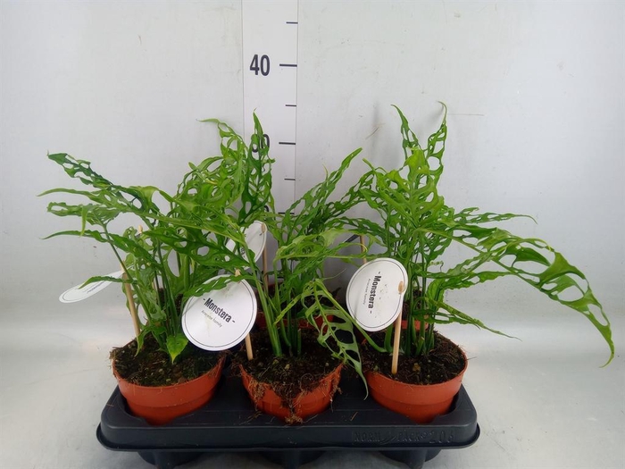 <h4>Monstera   ...</h4>