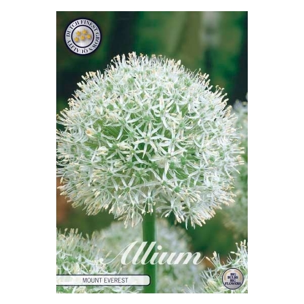 <h4>Allium Mount Everest x2 20/+</h4>