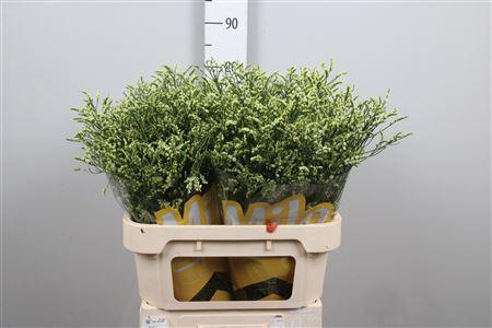 <h4>Lim Sin China Summer</h4>