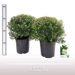 Myrtus struik