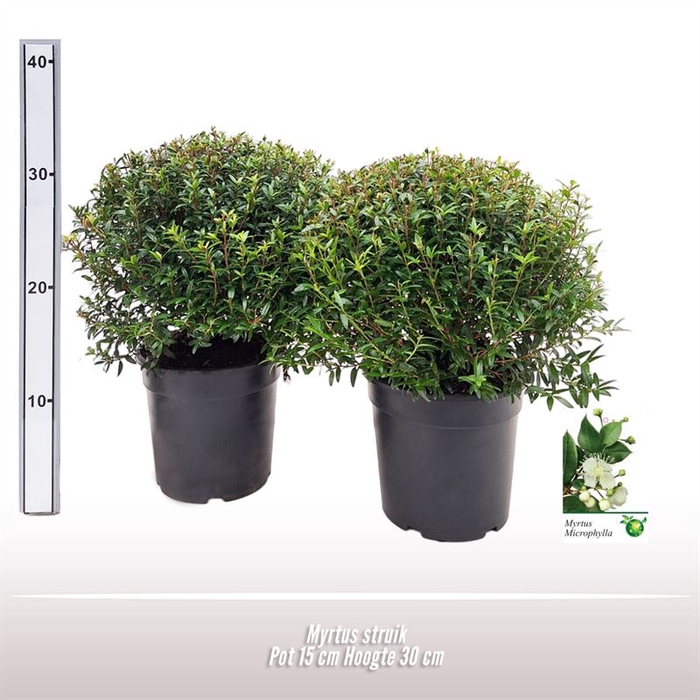 <h4>Myrtus struik</h4>