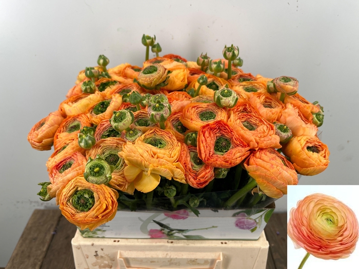 <h4>RANUNCULUS OV</h4>