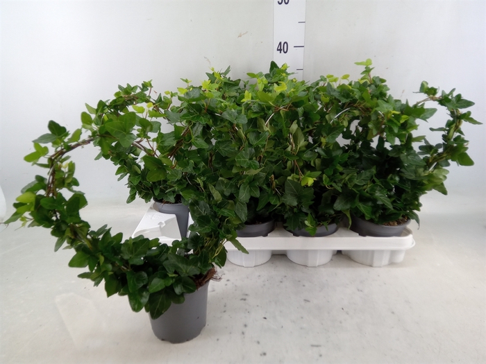 <h4>Hedera helix</h4>