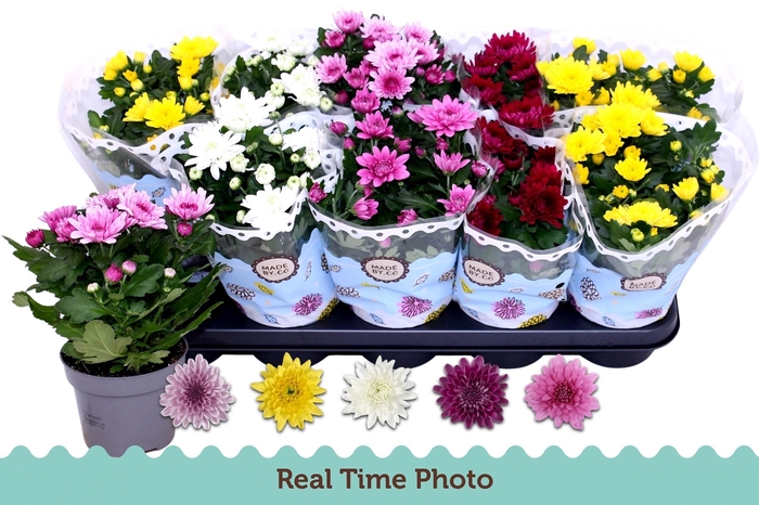 arr8 Chrys Gevuldbl Gem