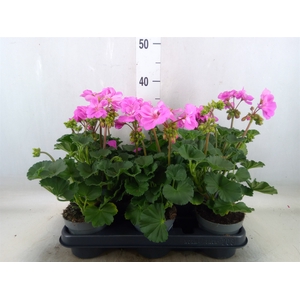 Pelargonium zona.   ...F1