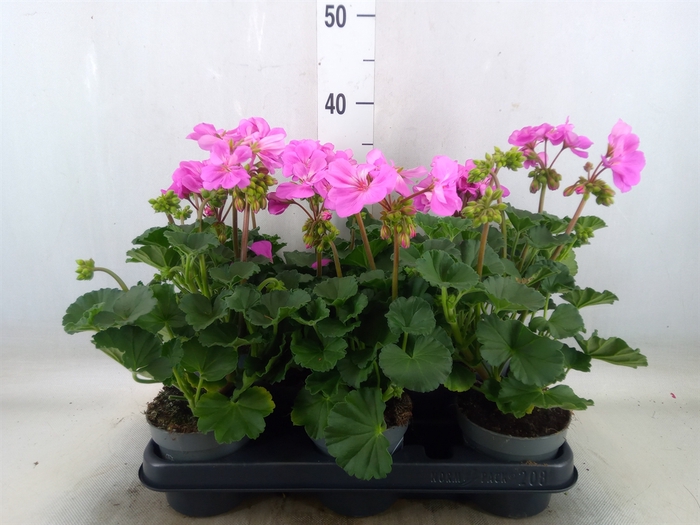 <h4>Pelargonium zona.   ...F1</h4>