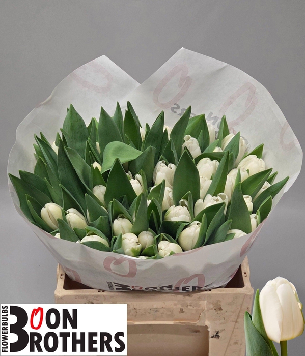 <h4>TU EN ANTARCTICA</h4>