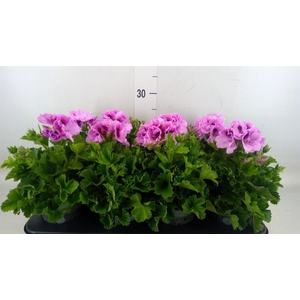 Pelargonium gran.   ..