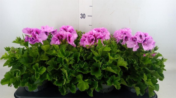 <h4>Pelargonium gran. ..</h4>