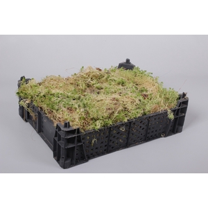 Sphagnum Moss