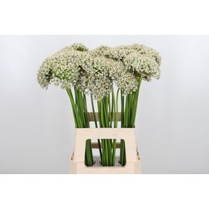 Allium Nigrum