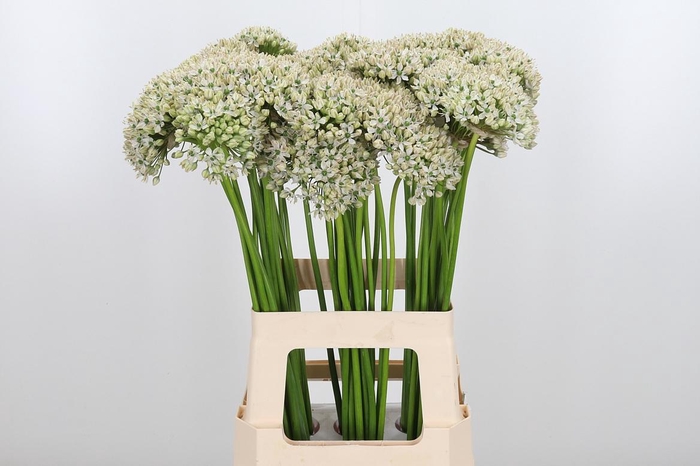 <h4>Allium Nigrum</h4>