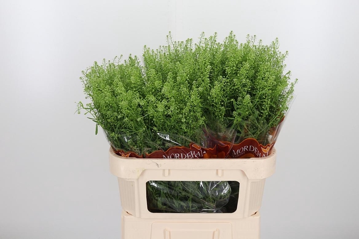 <h4>Lepidium Green Bell</h4>