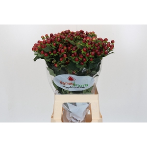 Hypericum Magical Seasons