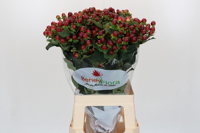 <h4>Hypericum Magical Seasons</h4>