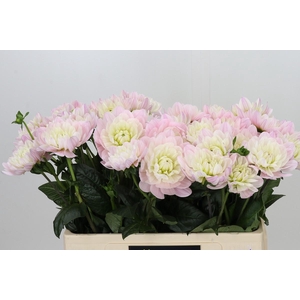 Dahlia Princess Kate