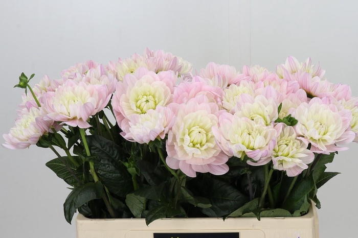 Dahlia Princess Kate