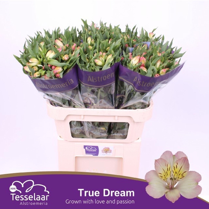 <h4>Alstr True Dream</h4>