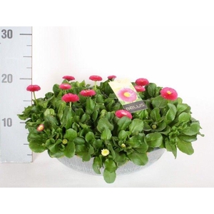 Bellis perennis Belladaisy gemengd