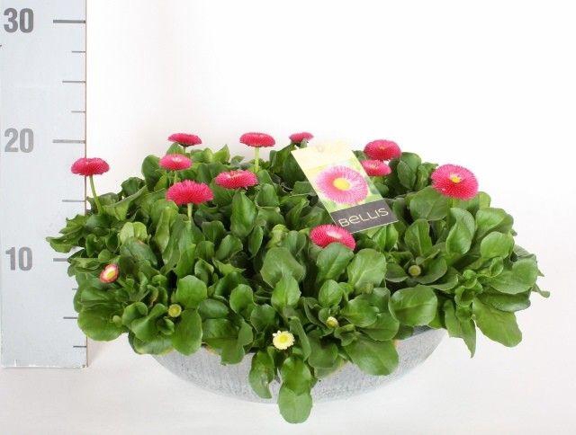 <h4>Bellis perennis Belladaisy gemengd</h4>