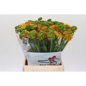Ranunculus Clooney Pon Pon Merlino