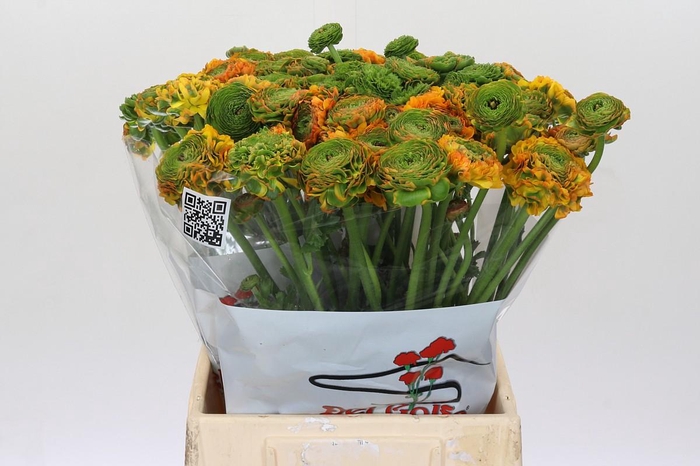 <h4>Ranunculus Clooney Pon Pon Merlino</h4>