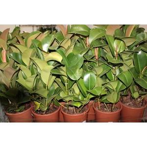 FICUS ELASTICA CLOE P24