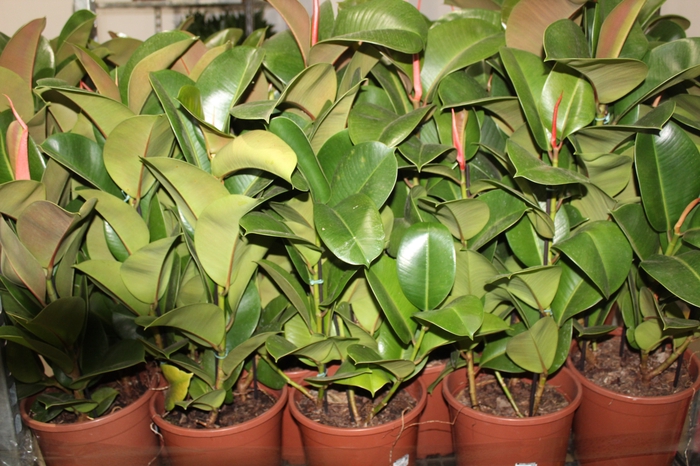 <h4>FICUS ELASTICA CLOE P24</h4>