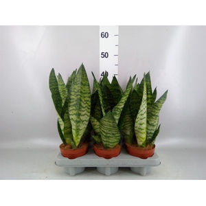 Sansevieria zeylanica