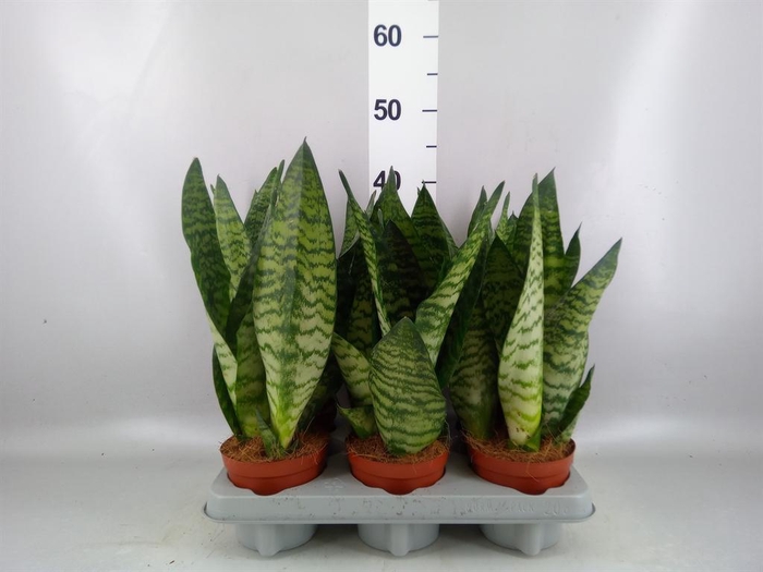<h4>Sansevieria zeylanica</h4>