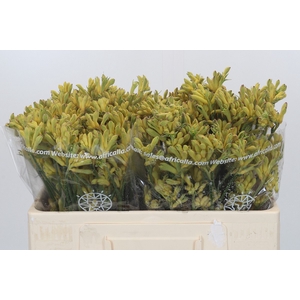 Anigozanthos Cape Aurora