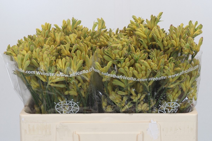 <h4>Anigozanthos Cape Aurora</h4>