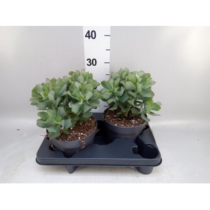 Crassula arborescens 'Curly'
