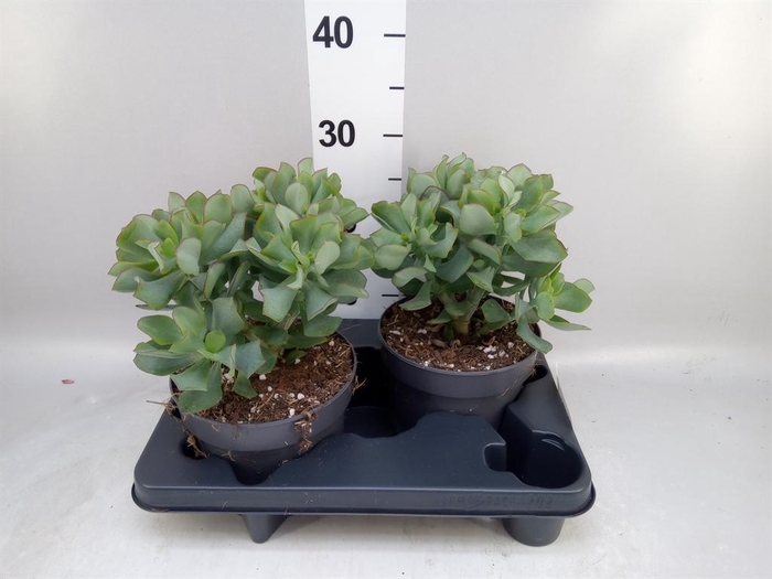 <h4>Crassula arborescens 'Curly'</h4>