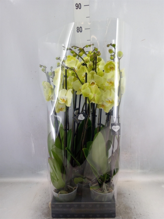 <h4>Phalaenopsis  'Golden Coin'</h4>