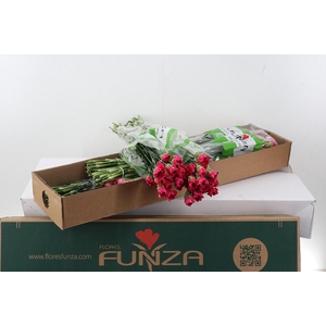 Di St Mozart Box