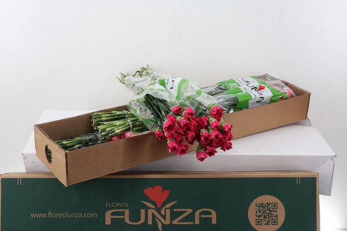 <h4>Di St Mozart Box</h4>