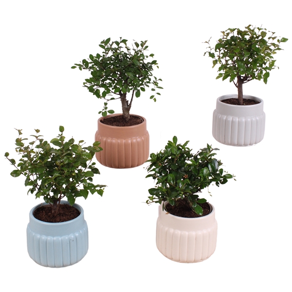 <h4>Bonsai Indoor Mix Ø 9cm Ball Shape in Ø11cm Ceramic SE470</h4>