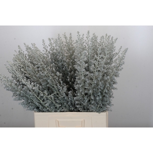 Kochia (Maireana Sedifolia)