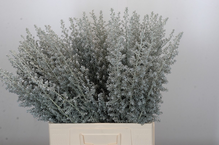 <h4>Kochia (Maireana Sedifolia)</h4>