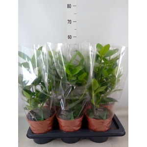 Clusia rosea 'Princess'