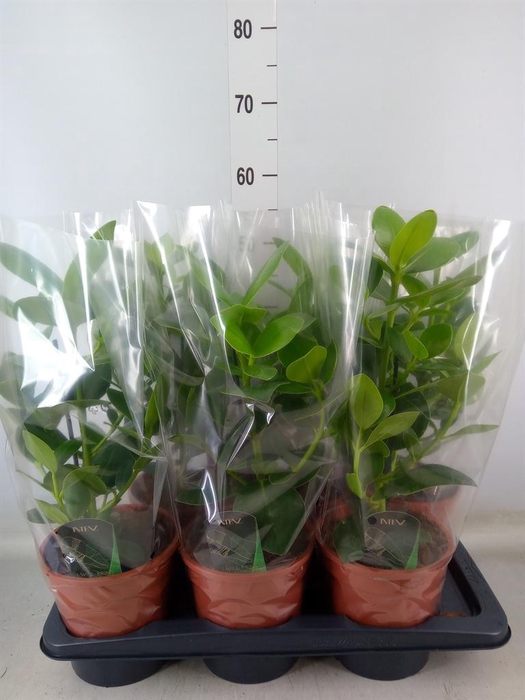 <h4>Clusia rosea 'Princess'</h4>