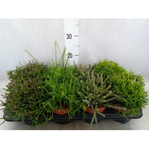 Rhipsalis   ...
