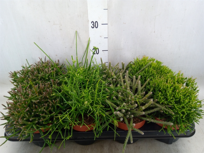 <h4>Rhipsalis   ...</h4>