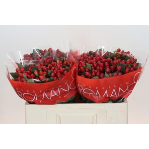 Hypericum True Romance